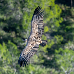 Griffon vulture (gyps fulvus) in flight, Alcoy.