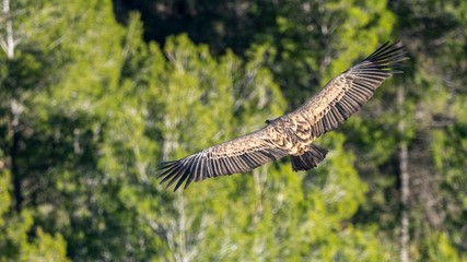 Griffon vulture (gyps fulvus) in flight, Alcoy.