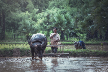 Farmers with buffalo in the rainy season. They were soaked with water and mud to be prepared for...