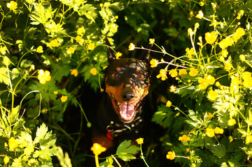 Fototapete bei efototapeten.de bestellen   