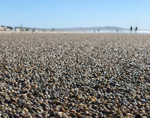 Sea and seashells. A lot of sea shells on the beach, close-up view. Sea coast and sea flora.