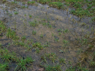 Water accumulation on the ground after rain.