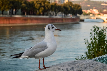 A seagull sitting on the fence of the Adige River embankment in Verona.