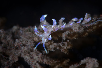 Nudibranch Phyllodesmium macphersonae. Underwater macro photography from Tulamben, Bali,  Indonesia