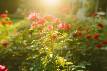 Beautiful red and pink rose flowes blooming in the sunset garden