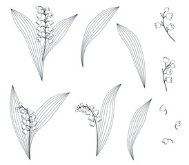 Fototapeta premium Vector Graphics Set of Lily of the Valley Floral Elements