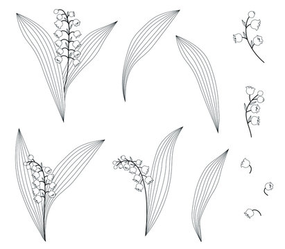 Vector Graphics Set of Lily of the Valley Floral Elements