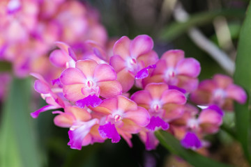Fototapeta na wymiar Orchid flower in orchid garden at winter or spring day for postcard beauty and agriculture design. Rhynchostylis Orchidaceae.