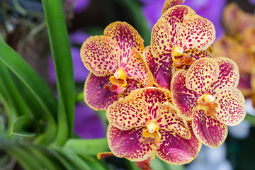 Orchid flower in orchid garden at winter or spring day for beauty and agriculture concept design. Vanda Orchidaceae.
