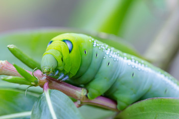 Green worm caterpillars on the stick tree in nature and environment.
