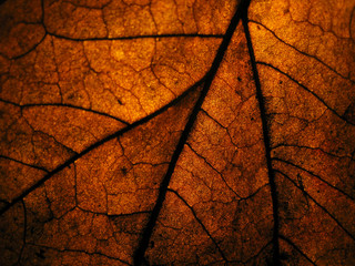 closeup dry leave in low light with spotlight at the back for detail of leave surface.