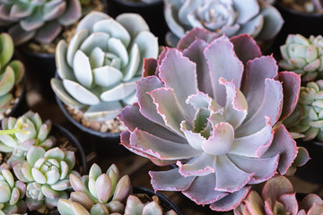 Succulents or cactus in desert botanical garden for decoration and agriculture design.