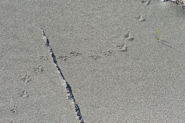 砂浜の小さな足跡