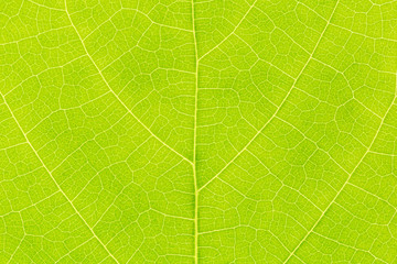 Natural green leaf background with light behind for graphic design