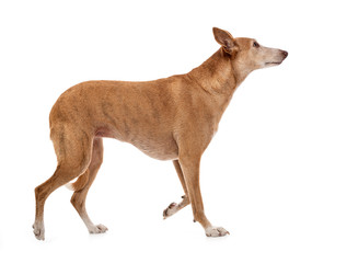 Ibizan Hound in studio