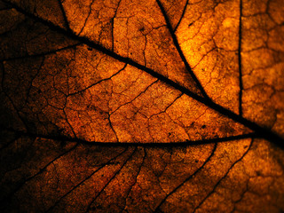 Obraz premium closeup dry leave in low light with spotlight at the back for detail of leave surface.