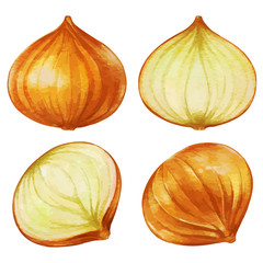 水彩風のタマネギのイラスト
