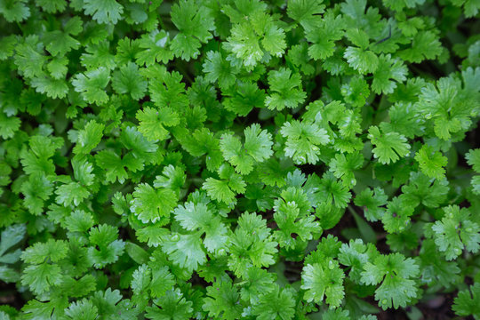 Coriander plant in vegetables garden for health, food and agriculture concept design.
