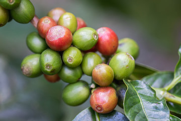 Coffee beans on the branch in coffee plantation farm for food and drink, agriculture concept design.