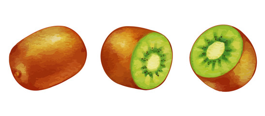 水彩風のキウイ、カットしたキウイのイラスト