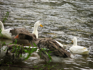 Closeup of swimming of domestic geese and ducks in river water.