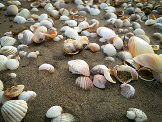 Close up view on seashells on the beach in the sand.