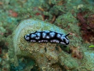 The amazing and mysterious underwater world of Indonesia, North Sulawesi, Manado, sea slug