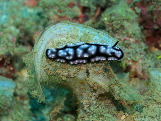 The amazing and mysterious underwater world of Indonesia, North Sulawesi, Manado, sea slug