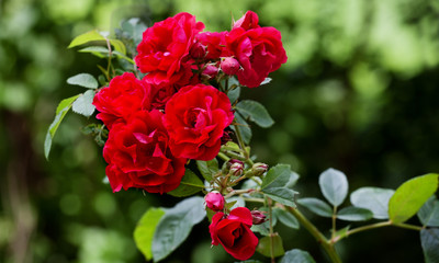 Roses in the garden