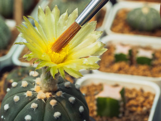 The use of pollination brush By mixing male and female pollen signs in order to propagate the Astrophytum cactus