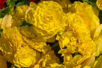 Yellow begonia flowers on a flowerbed on a summer day