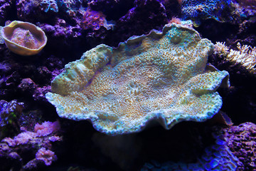 Beautiful colorful marine life