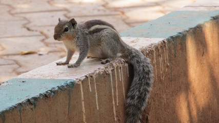 squirrel eating nuts