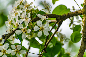 There are many white flowers on the cherry tree. Fluffy delicate petals on thin twigs and green leaves. Spring mood and beautiful nature.
