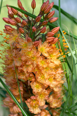 Eremurus isabellinus pinocchio cleopatra flowering ornamental plant, beautiful pink orange foxtail...