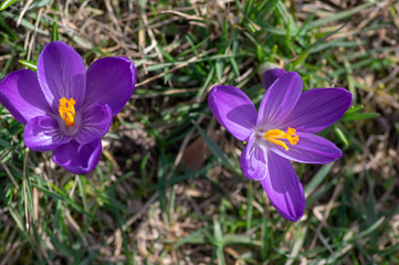 Field of flowering crocus vernus plants, group of bright colorful early spring flowers in bloom
