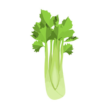 Vector illustration with green fresh celery. Dietary healthy vegetable for veggie cocktails. Cafe smoothie or packaging design.
