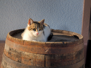 Cat on the wooden barrel - 325953873