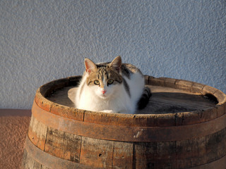 Cat on the wooden barrel - 325953895