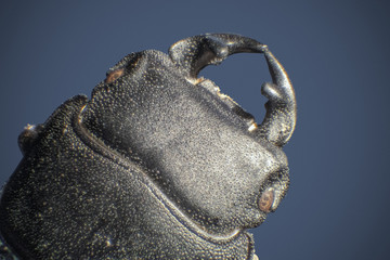 lesser stag beetle