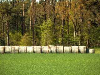 Fototapeta premium Hay row