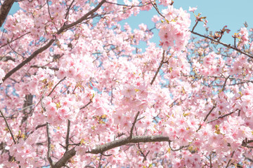 旧中川の川津桜