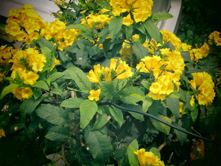 yellow flower nature scene wallpaper