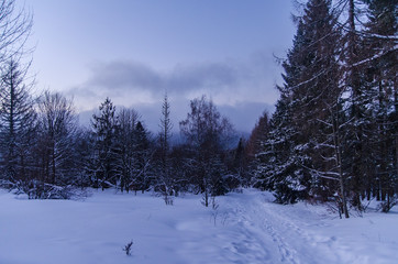 Fototapeta na wymiar Las w śniegu zima Bieszczady