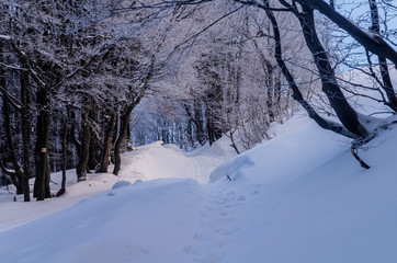 turystyczny szlak na połoninę Bieszczady