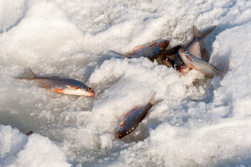 Fototapeta premium A few small fish - a meager catch of a winter fisherman lies on the ice of the river.
