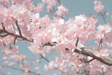 旧中川の川津桜