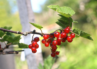 Obraz premium Fresh ripe red currants. Own garden. Close-up as background