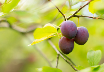 Fresh blue plums. Branch of plum fruit. Scene of garden plum tree. Orchard plums fruit. Ripe fruits harvested in fall. Own garden or market