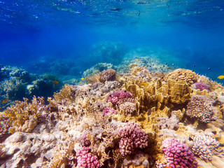colorful corals and exotic fishes at the bottom of the red sea. beautiful natural summer background